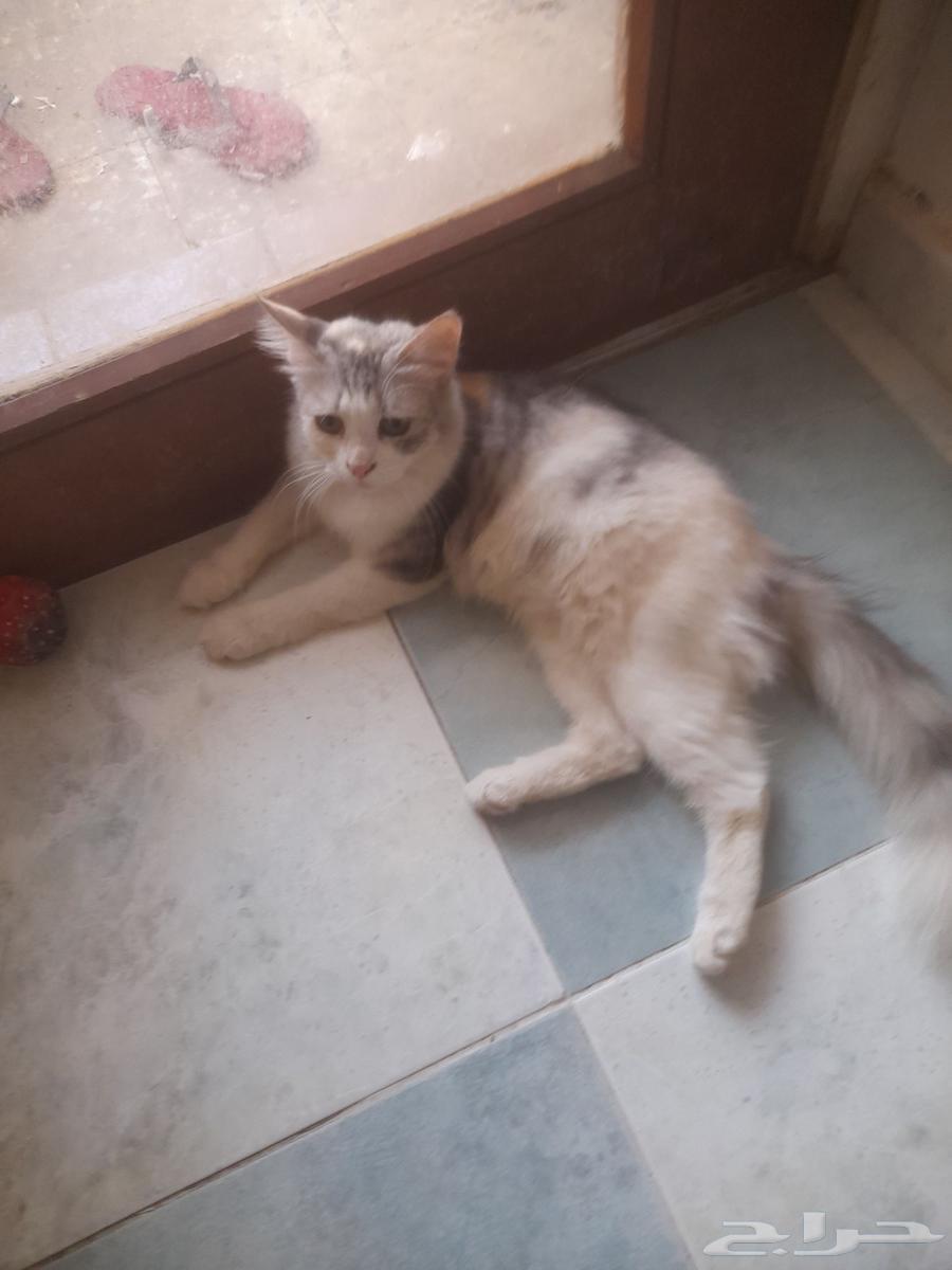 القطط تبني عمرهم 9 الشهور القطط شيزي البيع 30064405582998402111