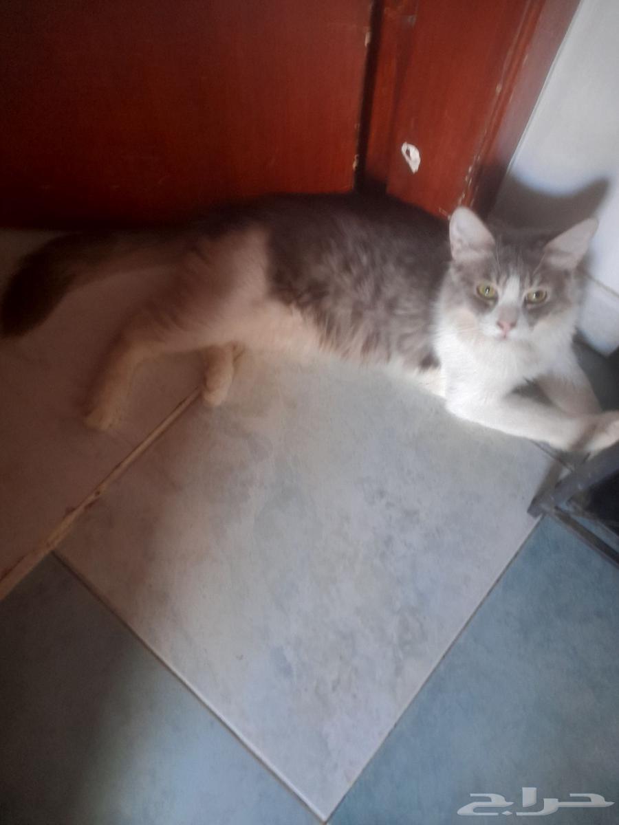 القطط تبني عمرهم 9 الشهور القطط شيزي البيع 30064405582998402112