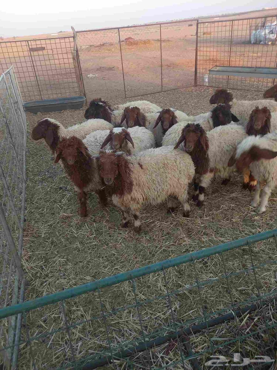 للبيع بهم نعيم مراح واحد طيبات وسليمه شرط العدد 1464403442583938112