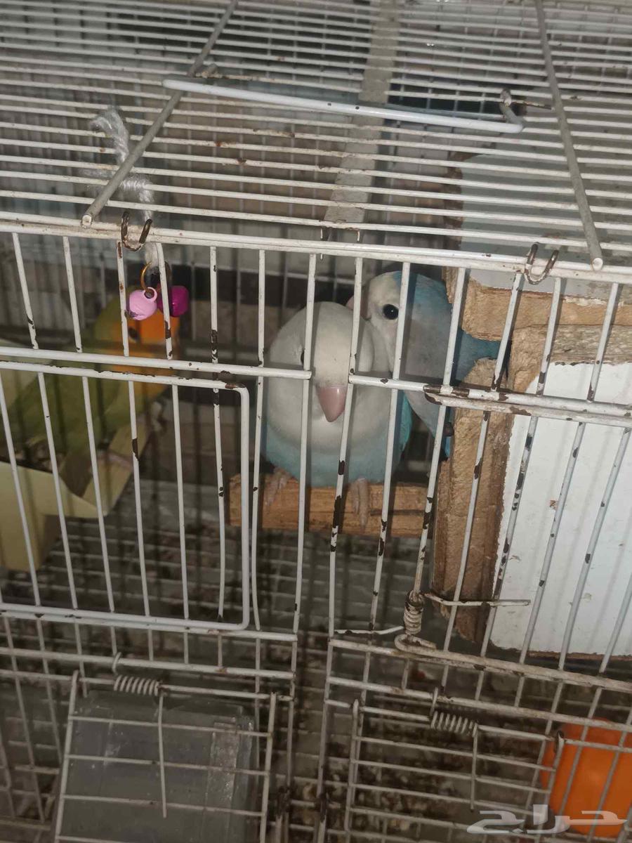 طيور للبيع64401480871427114