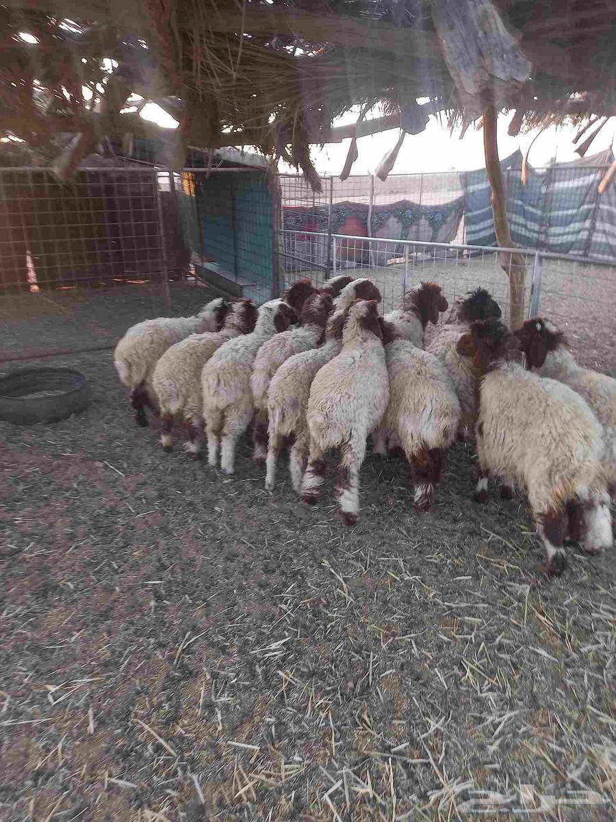 للبيع بهم نعيم مراح واحد طيبات وسليمه شرط العدد 1464403442583938113