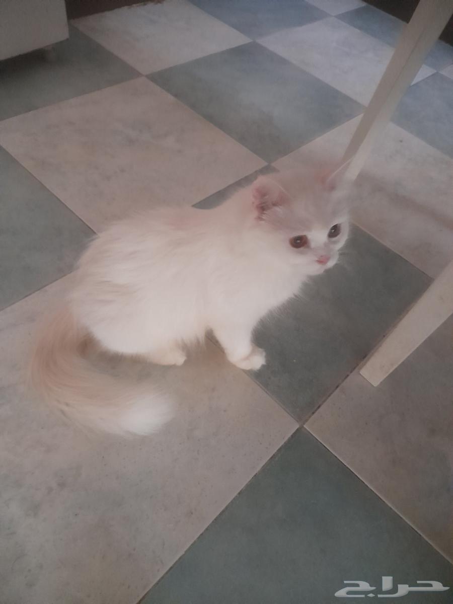 القطط تبني عمرهم 9 الشهور القطط شيزي البيع 30064405582998402113