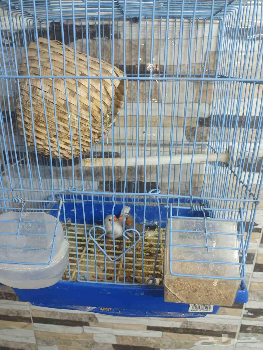 طيور للبيع64401480871427111