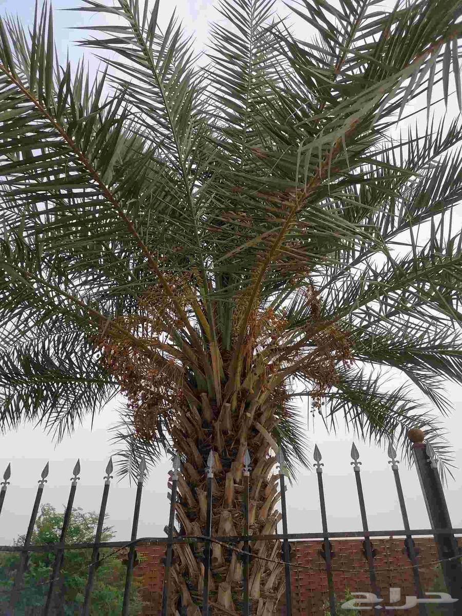 سعف نخل جديد للبيع63619652711809113