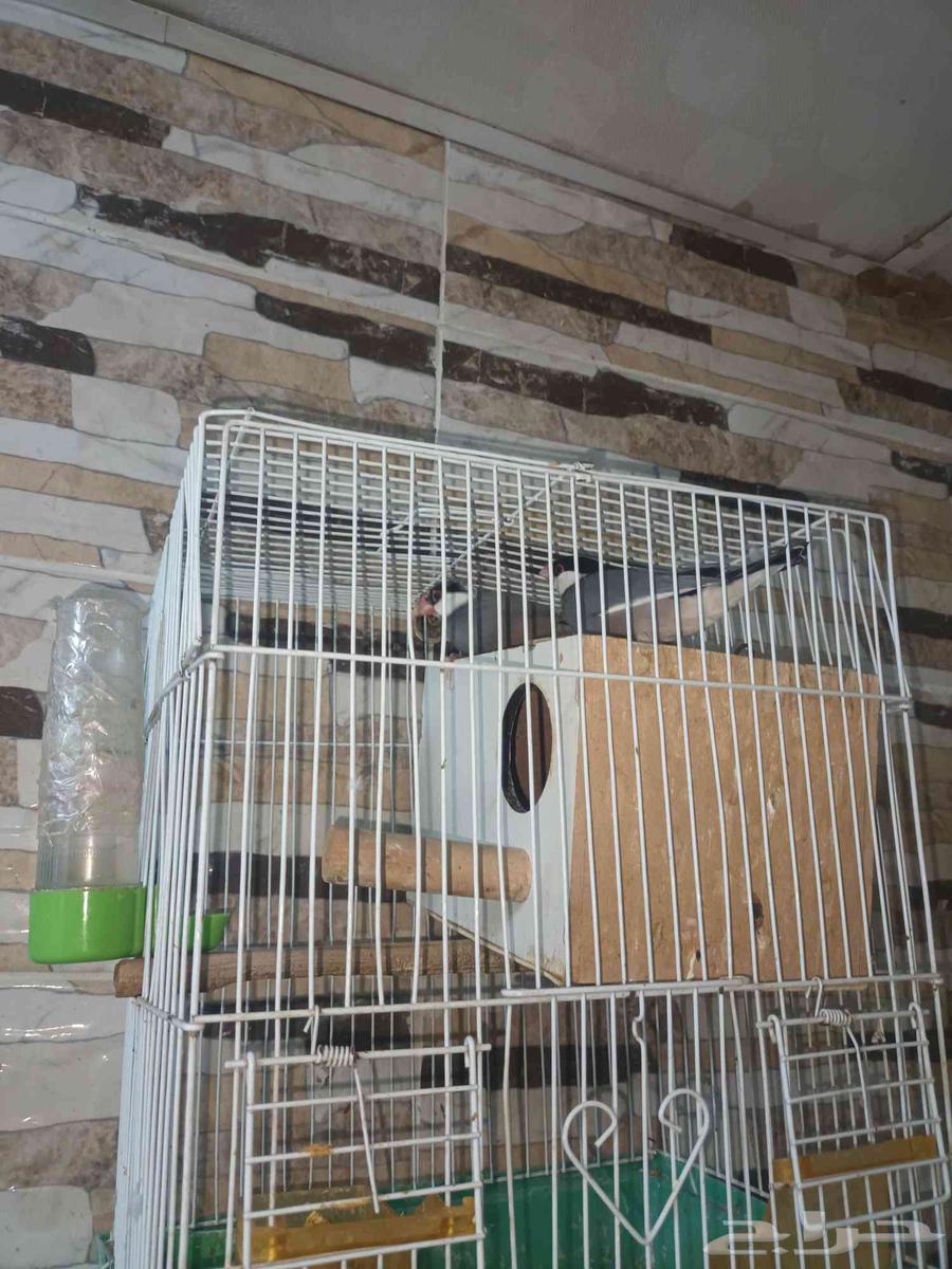 طيور للبيع64401480871427113