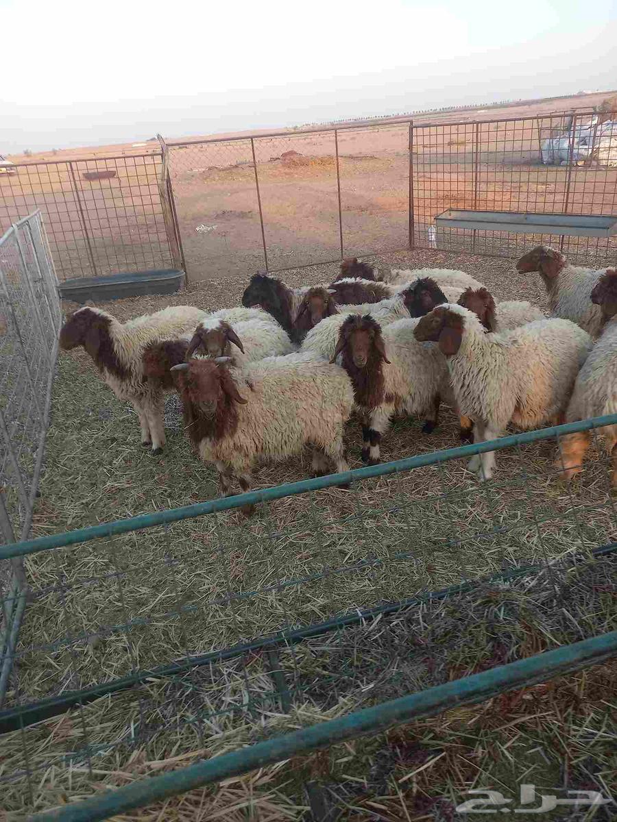 للبيع بهم نعيم مراح واحد طيبات وسليمه شرط العدد 1464403442583938114