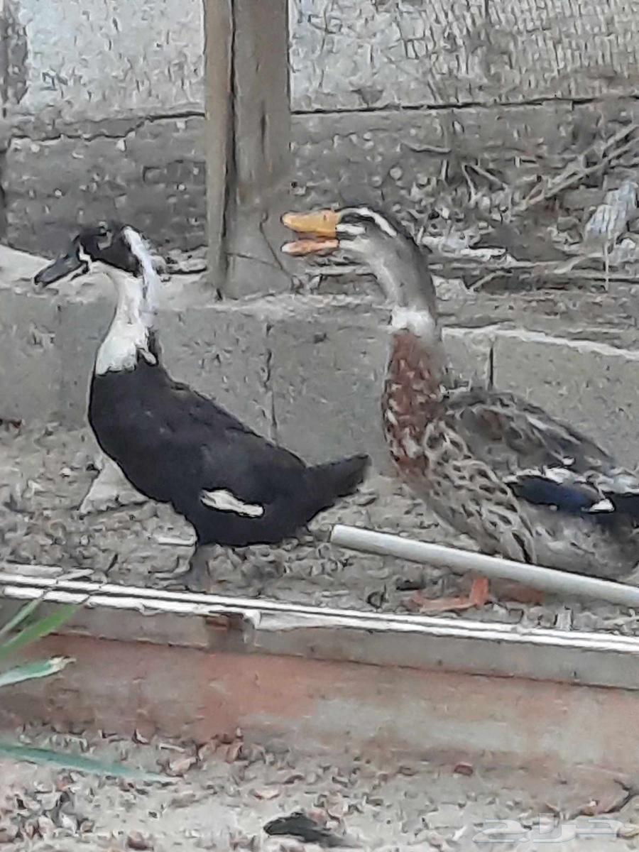 بط بكيني64402428652931111