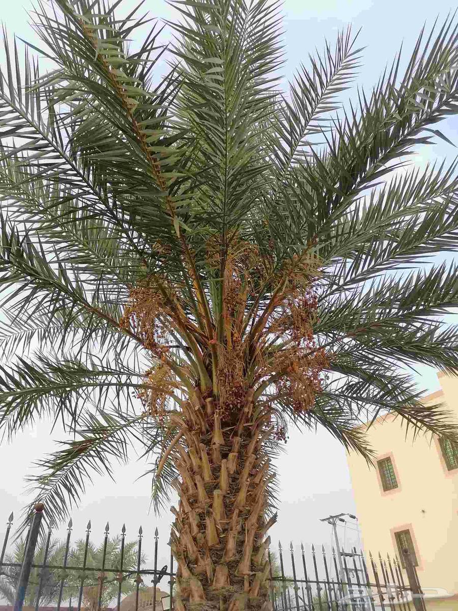 سعف نخل جديد للبيع63619652711809112