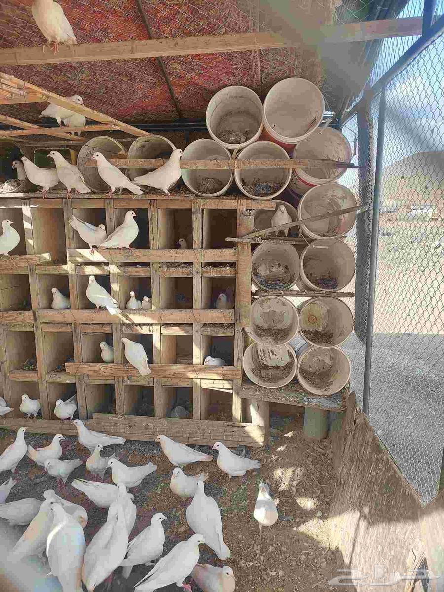 Clean French bath, I'm selling half and keeping half, about 20 pairs for sale64402489447169110