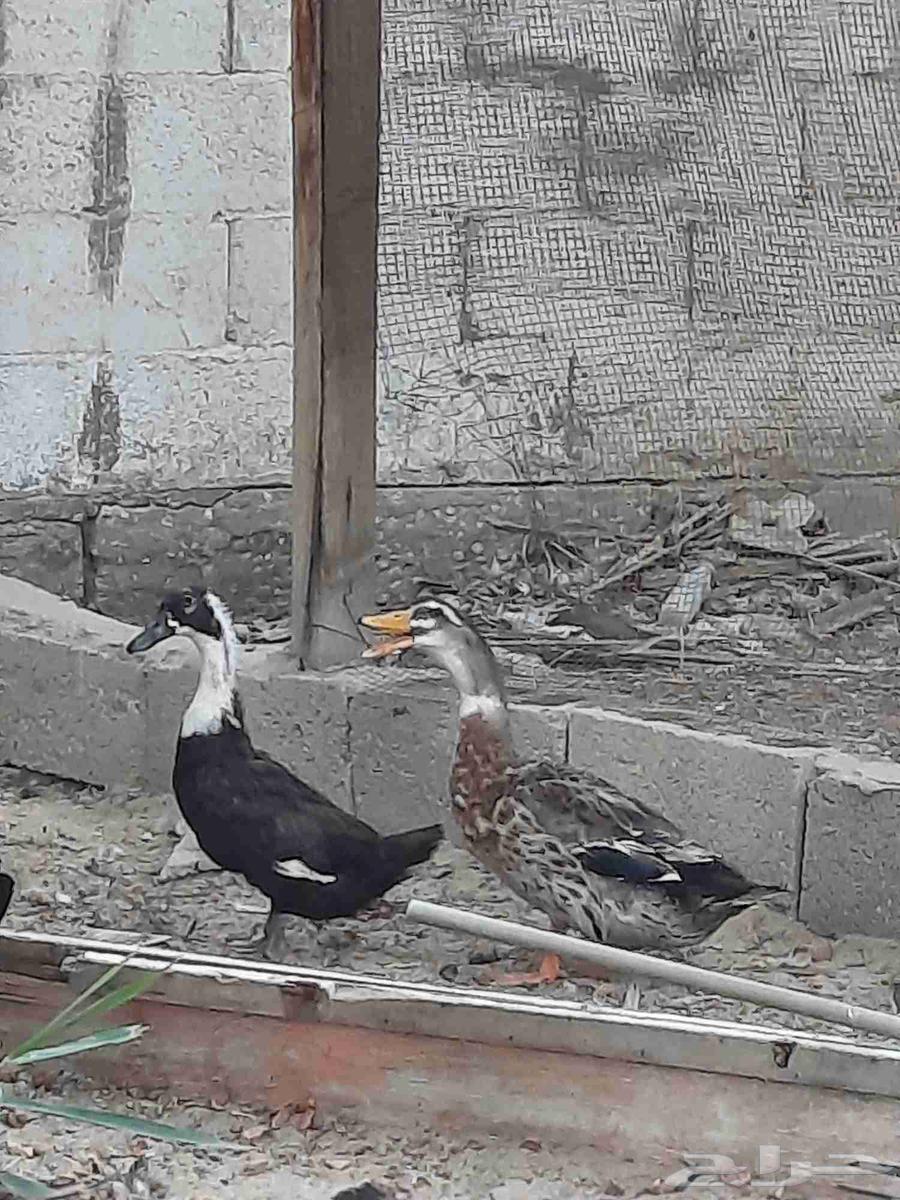 بط بكيني64402428652931110