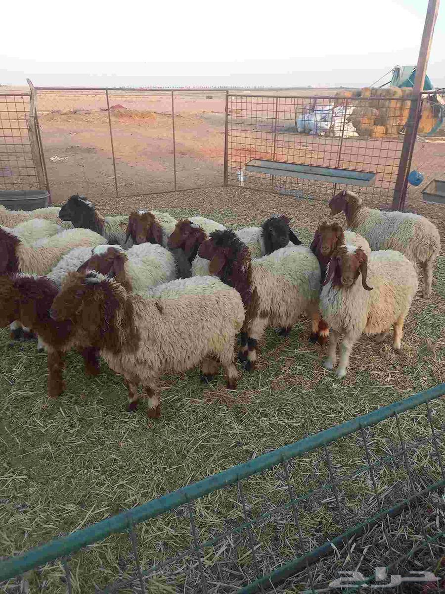 للبيع بهم نعيم مراح واحد طيبات وسليمه شرط العدد 1464403442583938110