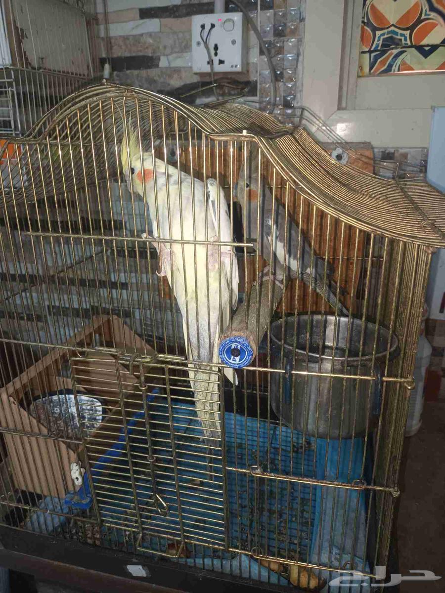 طيور للبيع64401480871427110