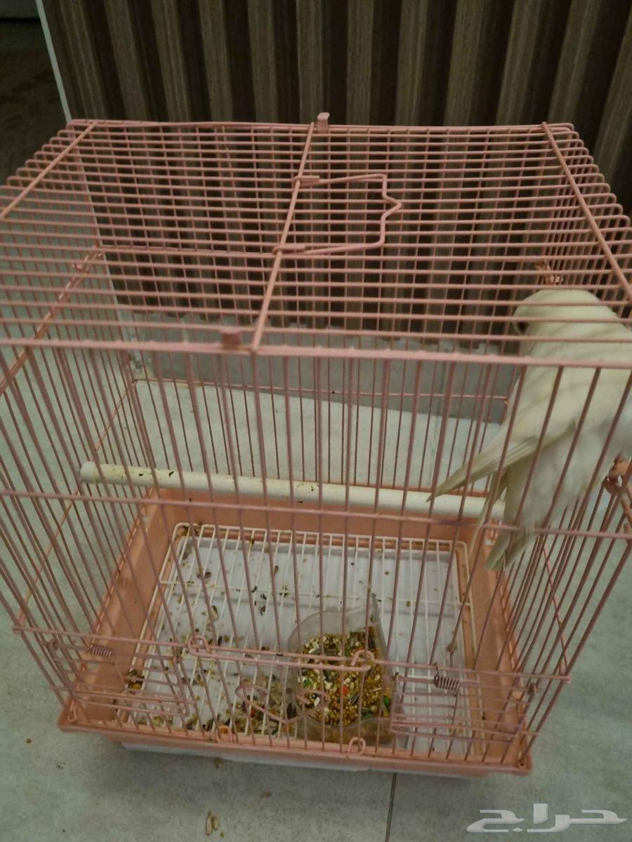 روز ابيض اليف64398883898626112