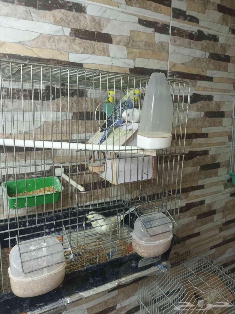 طيور للبيع64401480871427112