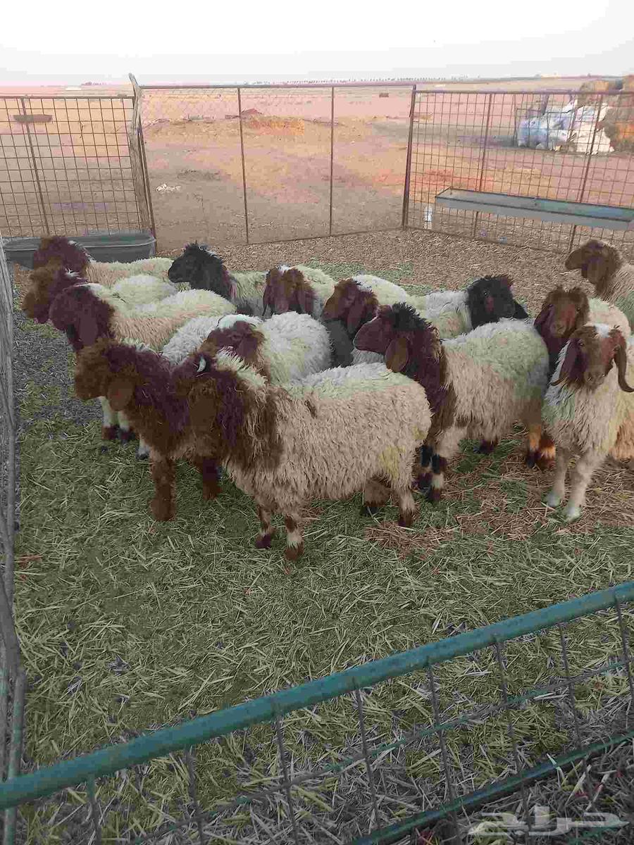 للبيع بهم نعيم مراح واحد طيبات وسليمه شرط العدد 1464403442583938111