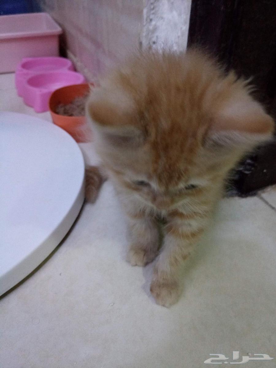 قط شيراز مع كامل اغراضه البيع بداعي السفر وعدم التفرغ64401675099779112