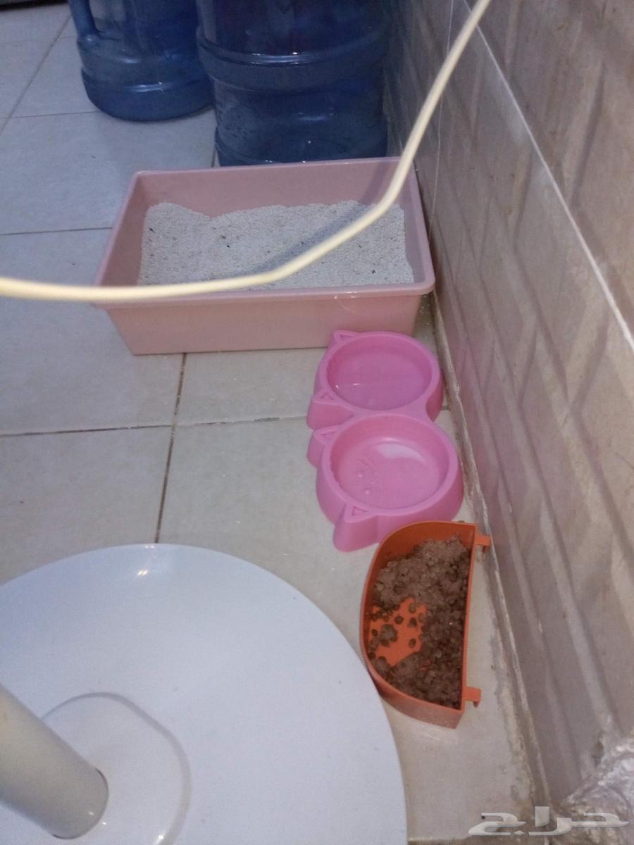 قط شيراز مع كامل اغراضه البيع بداعي السفر وعدم التفرغ64401675099779111