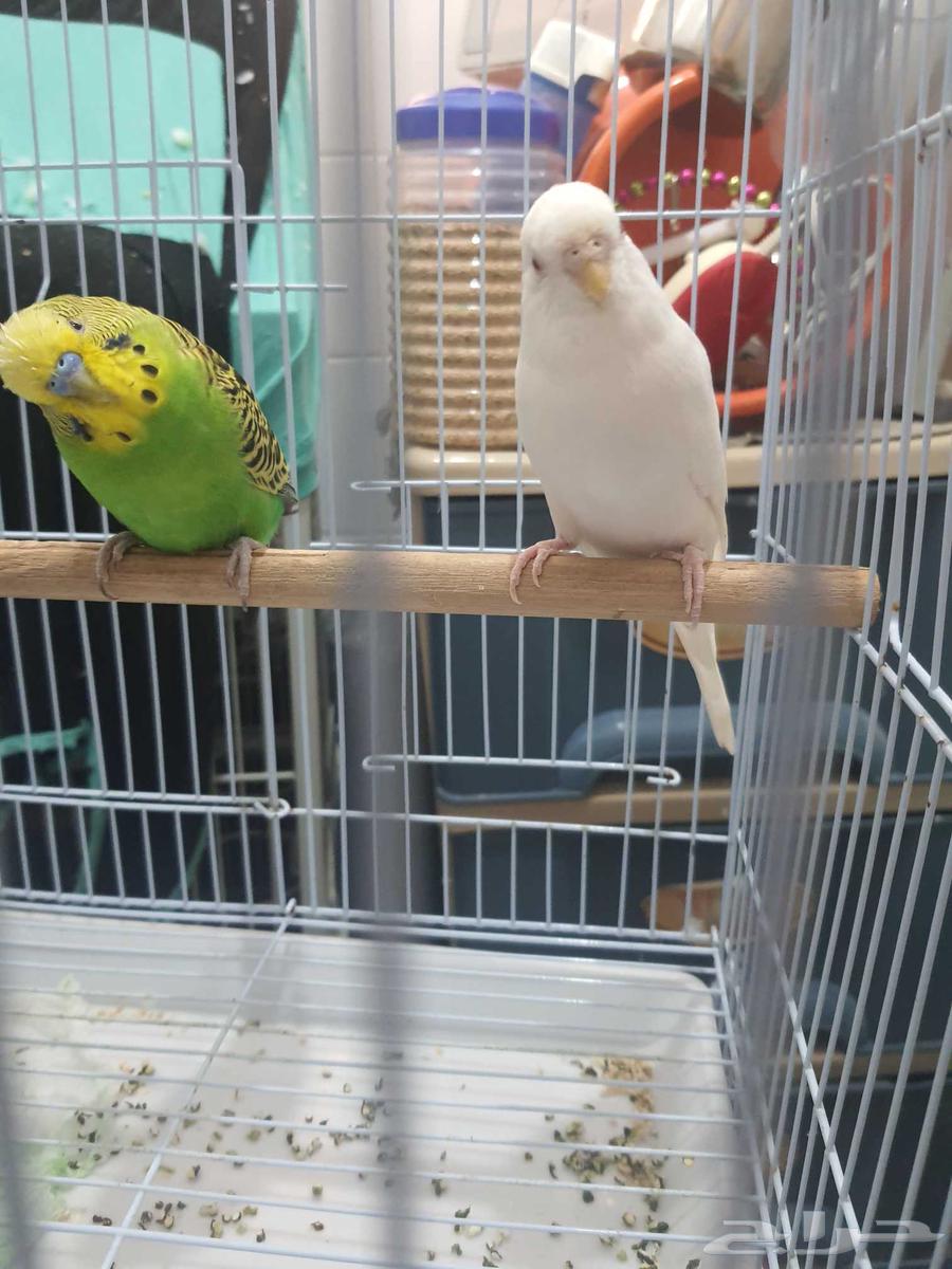 فرصة جواز بادجي معه قفص الانثي البينو عيون حمر 150 ريال64403633356035110