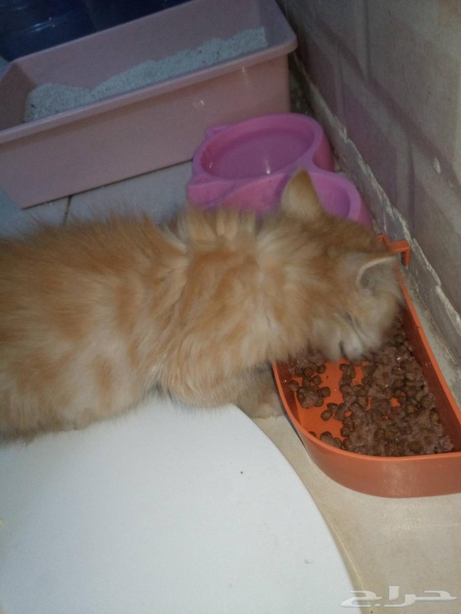 قط شيراز مع كامل اغراضه البيع بداعي السفر وعدم التفرغ64401675099779110