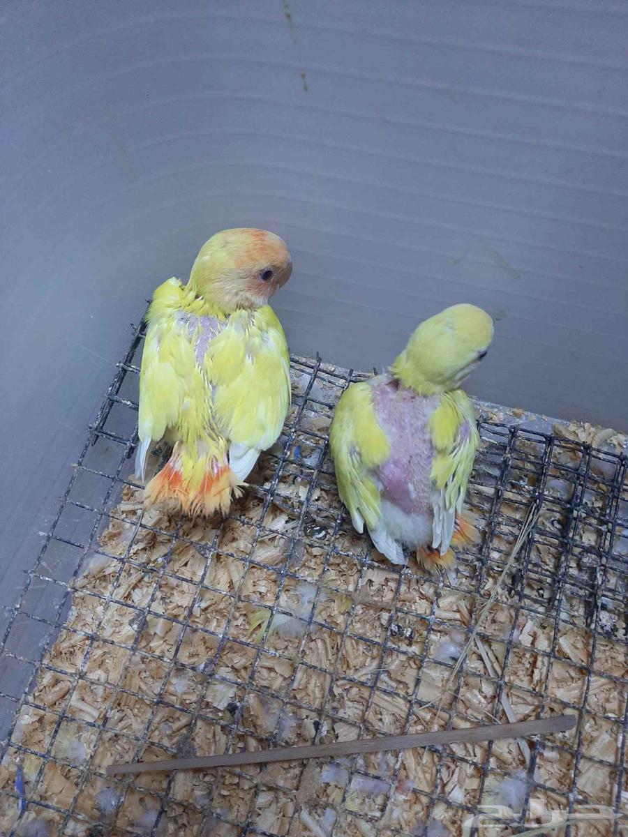 للبيع روز فروخ غر الموقع الاحساء المبرز64403665348354110