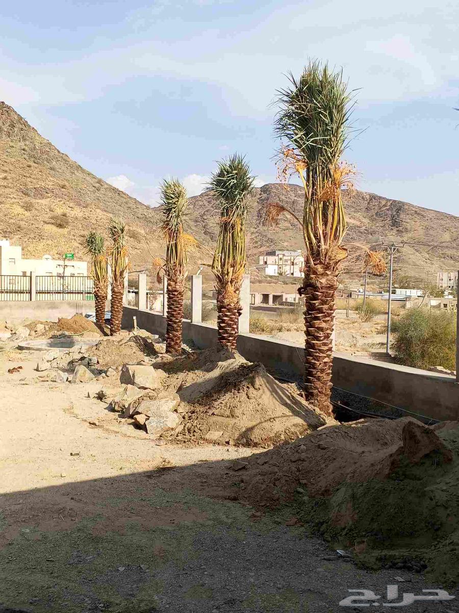 نخل للبيع في مكه الطائف جده بجميع انواعه وجميع المقاسات64403665307522112