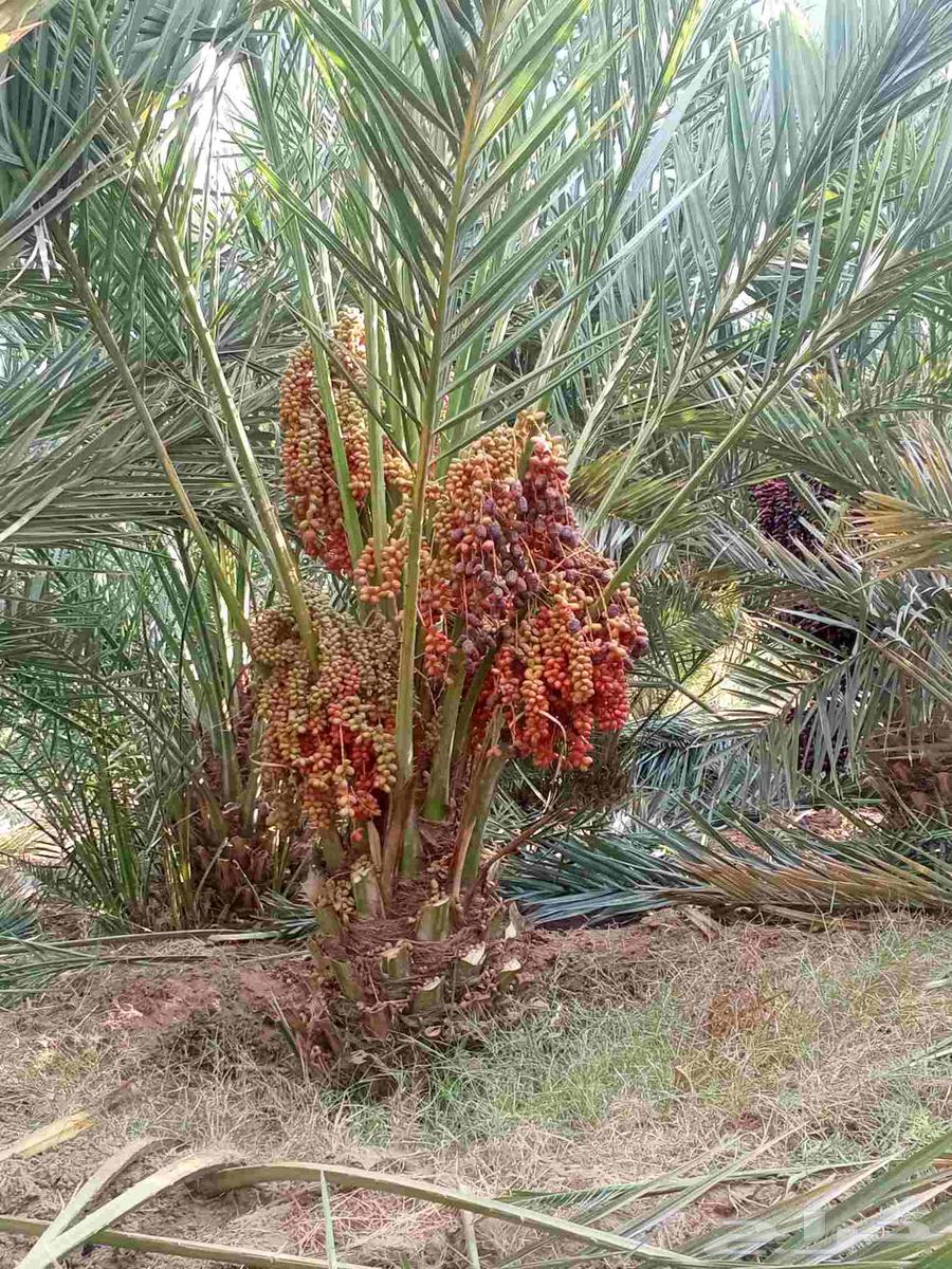 نخل مثمر للبيع من اجود مزارع القصيم والمدينه64404430876034110