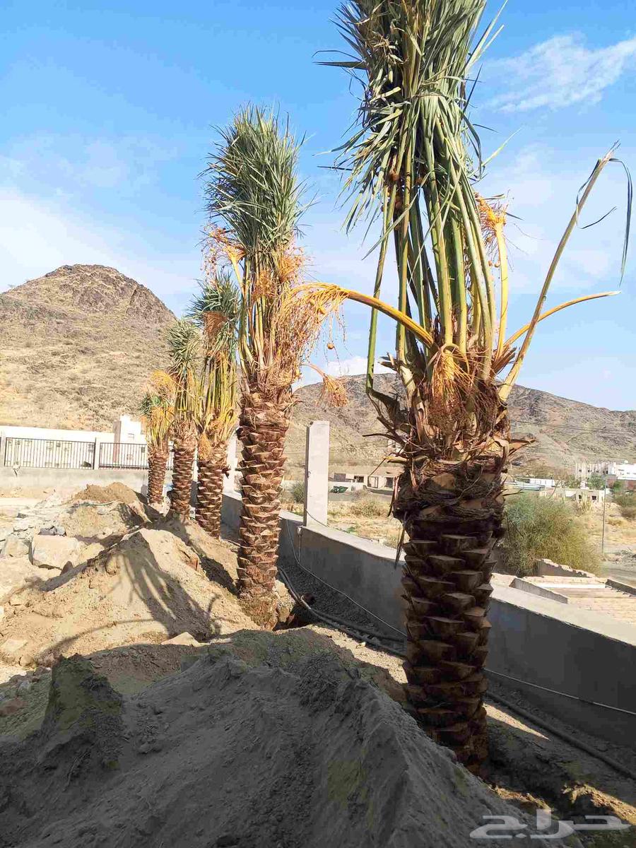 نخل للبيع في مكه الطائف جده بجميع انواعه وجميع المقاسات64403665307522110