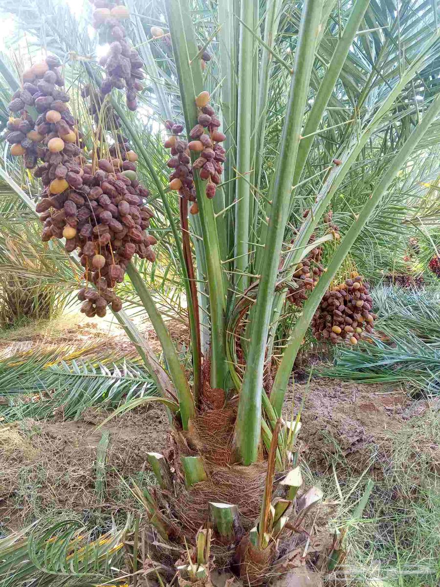 نخل مثمر للبيع من اجود مزارع القصيم والمدينه64404430876034111