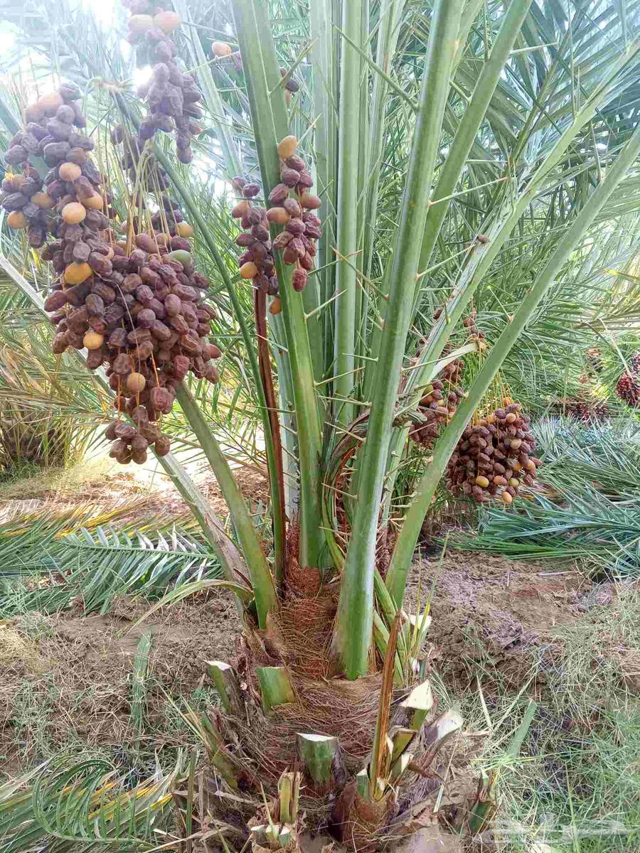 نخل مثمر للبيع من اجود مزارع القصيم والمدينه64404430876034112