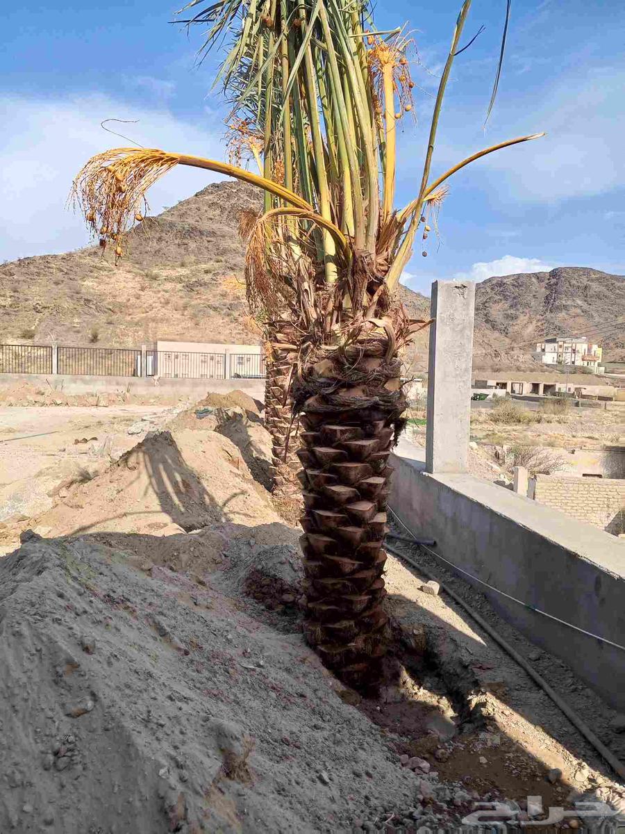 نخل للبيع في مكه الطائف جده بجميع انواعه وجميع المقاسات64403665307522111