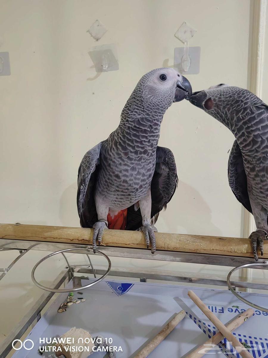 كاسكو للبيع64401883750403112