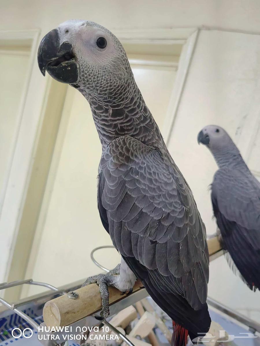 كاسكو للبيع64401883750403110