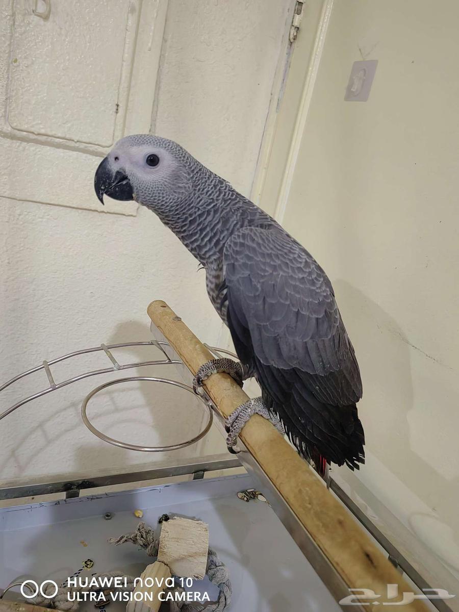 كاسكو للبيع64401883750403113