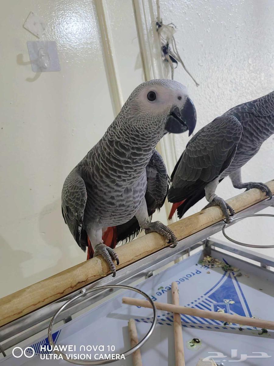 كاسكو للبيع64401883750403114