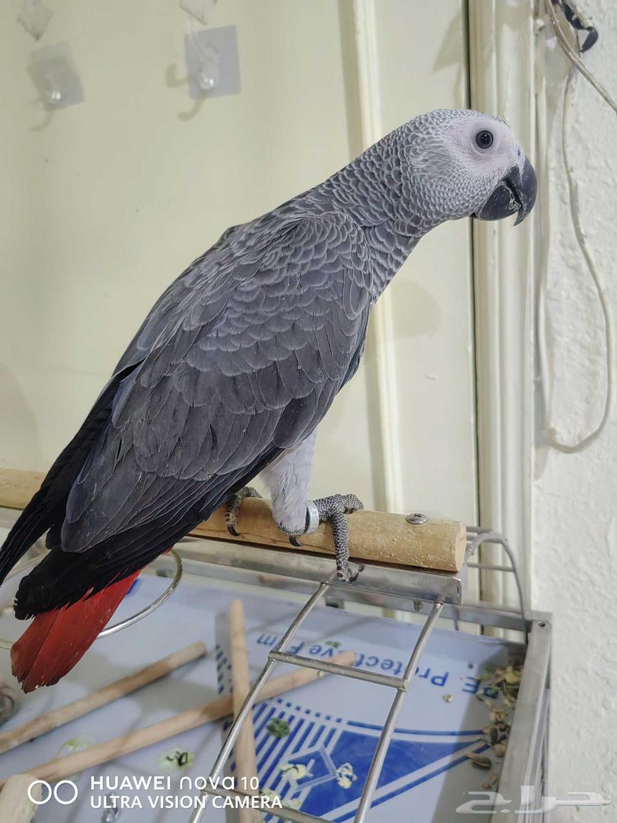 كاسكو للبيع64401883750403111