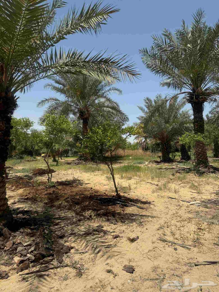 Agricultural land for sale in Jubail Industrial63614102298627112