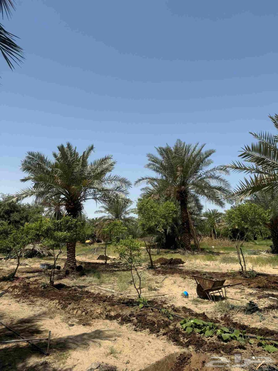 Agricultural land for sale in Jubail Industrial63614102298627114