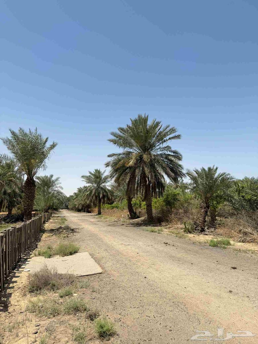 Agricultural land for sale in Jubail Industrial63614102298627111