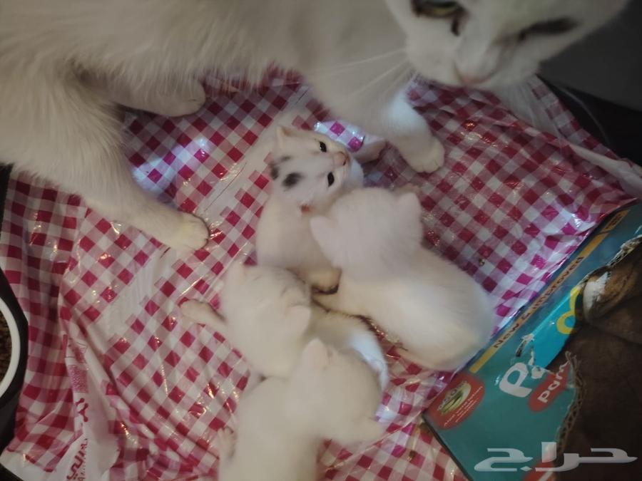 الرياض حي الدرعية64401466986754112