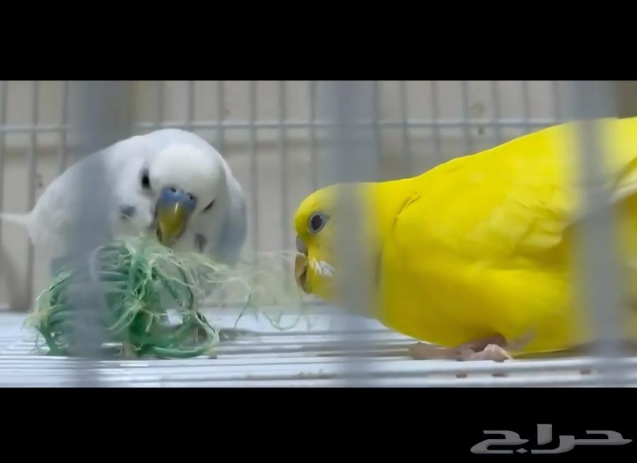 Pair of Badji birds, product blessed by Al-Rahman, with all accessories (Sold)64403184814721111