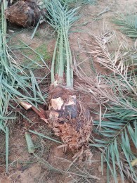 Palm trees64404542136323114