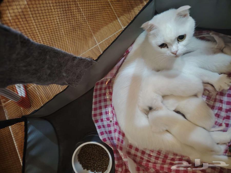 الرياض حي الدرعية64401466986754113