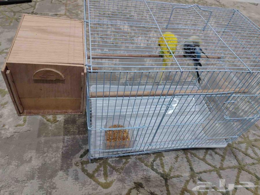 عصافير للبيع بمستلزماتها64404638920706111
