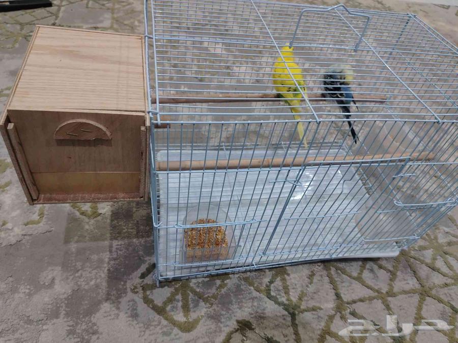 عصافير للبيع بمستلزماتها64404638920706110