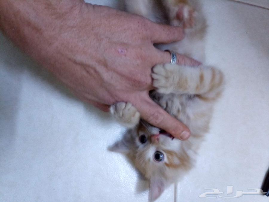 قط شيراز مع كامل اغراضه البيع بداعي السفر وعدم التفرغ64401675099779113