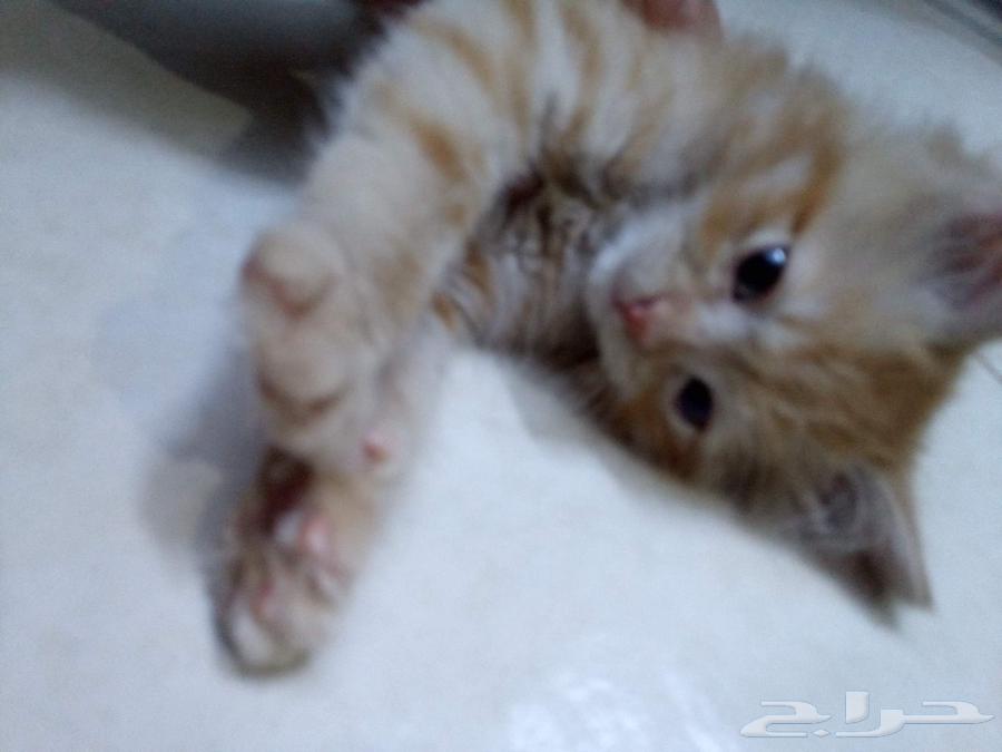 قط شيراز مع كامل اغراضه البيع بداعي السفر وعدم التفرغ64401675099779114