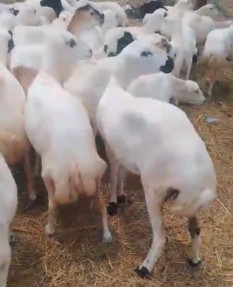 Sheep for sale, quantity 85, includes 15 rams63619653129346111