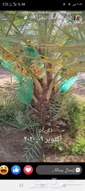 Palm trees64404542136323113