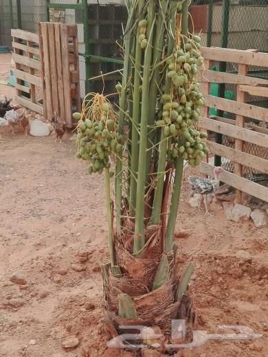 Fruit-bearing palm trees for sale, Sukkari, Sagai, Majdool, Ruthana, Washingtonia, chicks, seedlings63619466141570112