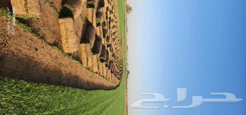 تيل طبيعي سي 200064401452949507110